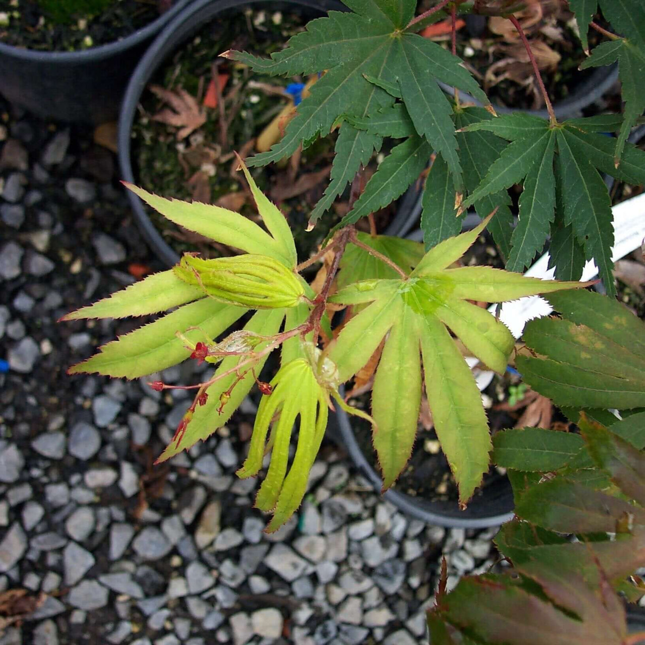 Acer palmatum 'Nicholsonii' Green Japanese Maple
