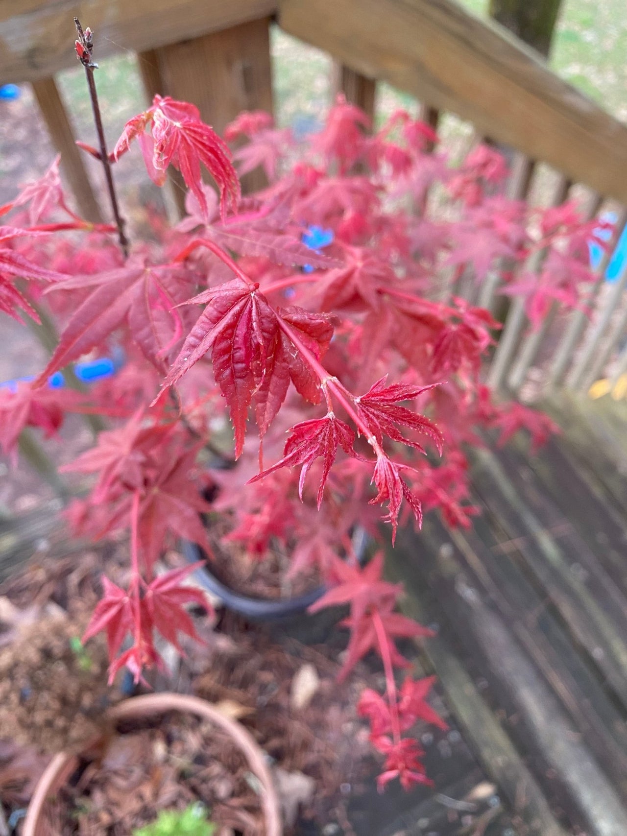 Acer palmatum 'Noel' Variegated Corallinum Japanese Maple - Maple Ridge Nursery