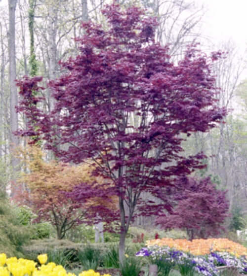 Acer palmatum 'Nuresagi' - mapleridgenursery