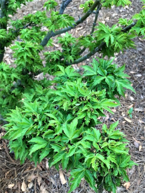 Acer palmatum 'O jishi' - mapleridgenursery