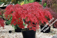 Thumbnail for Acer palmatum 'Octopus' - mapleridgenursery