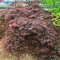 Thumbnail for Acer palmatum 'Octopus' - mapleridgenursery