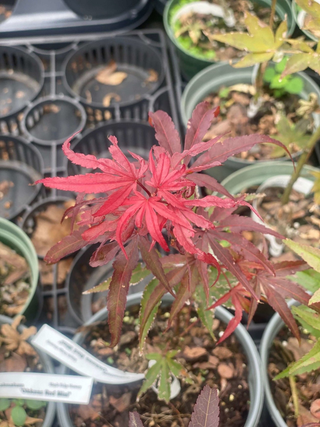 Acer palmatum 'Okken's Red Mini' - mapleridgenursery