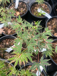 Thumbnail for Acer palmatum 'Okukuji nishiki' Variegated Japanese Maple - Maple Ridge Nursery