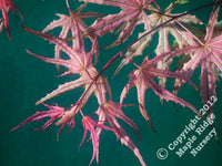 Thumbnail for Acer palmatum 'Olsen's Frosted Strawberry' Reticulated Japanese Maple - Maple Ridge Nursery