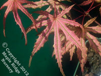 Thumbnail for Acer palmatum 'Olsen's Frosted Strawberry' Reticulated Japanese Maple - Maple Ridge Nursery