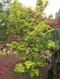 Thumbnail for Acer palmatum 'Orange Dream' - mapleridgenursery