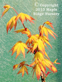 Thumbnail for Acer palmatum 'Orange Dream' - mapleridgenursery