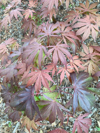 Thumbnail for Acer palmatum 'Oregon Sunset' - Maple Ridge Nursery