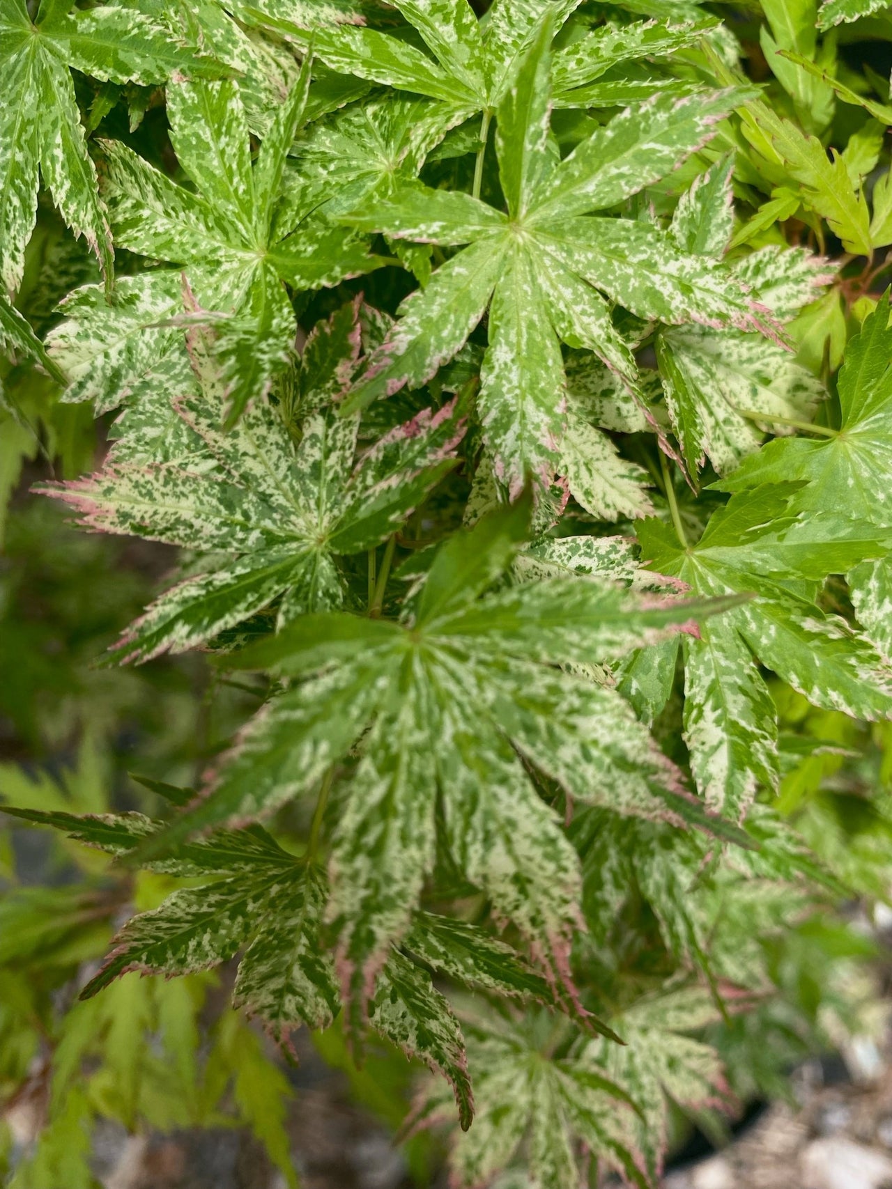 Acer palmatum 'Ori zuru' Variegated Japanese Maple - Maple Ridge Nursery