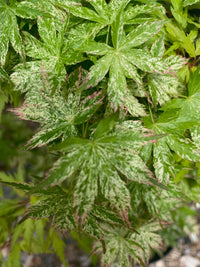 Thumbnail for Acer palmatum 'Ori zuru' Variegated Japanese Maple - Maple Ridge Nursery