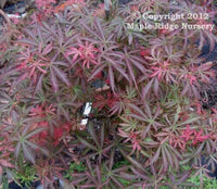 Thumbnail for Acer palmatum 'Orion' - mapleridgenursery