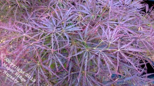 Acer palmatum 'Ornatum' - mapleridgenursery