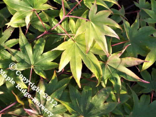 Acer palmatum 'Osakazuki' - mapleridgenursery