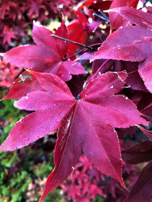 Acer palmatum 'Osakazuki' - mapleridgenursery