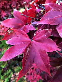 Thumbnail for Acer palmatum 'Osakazuki' - mapleridgenursery