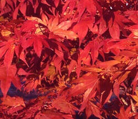 Thumbnail for Acer palmatum 'Oshio beni' - mapleridgenursery