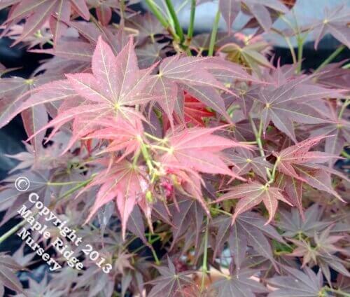 Acer palmatum 'Oshu Shidare' - mapleridgenursery