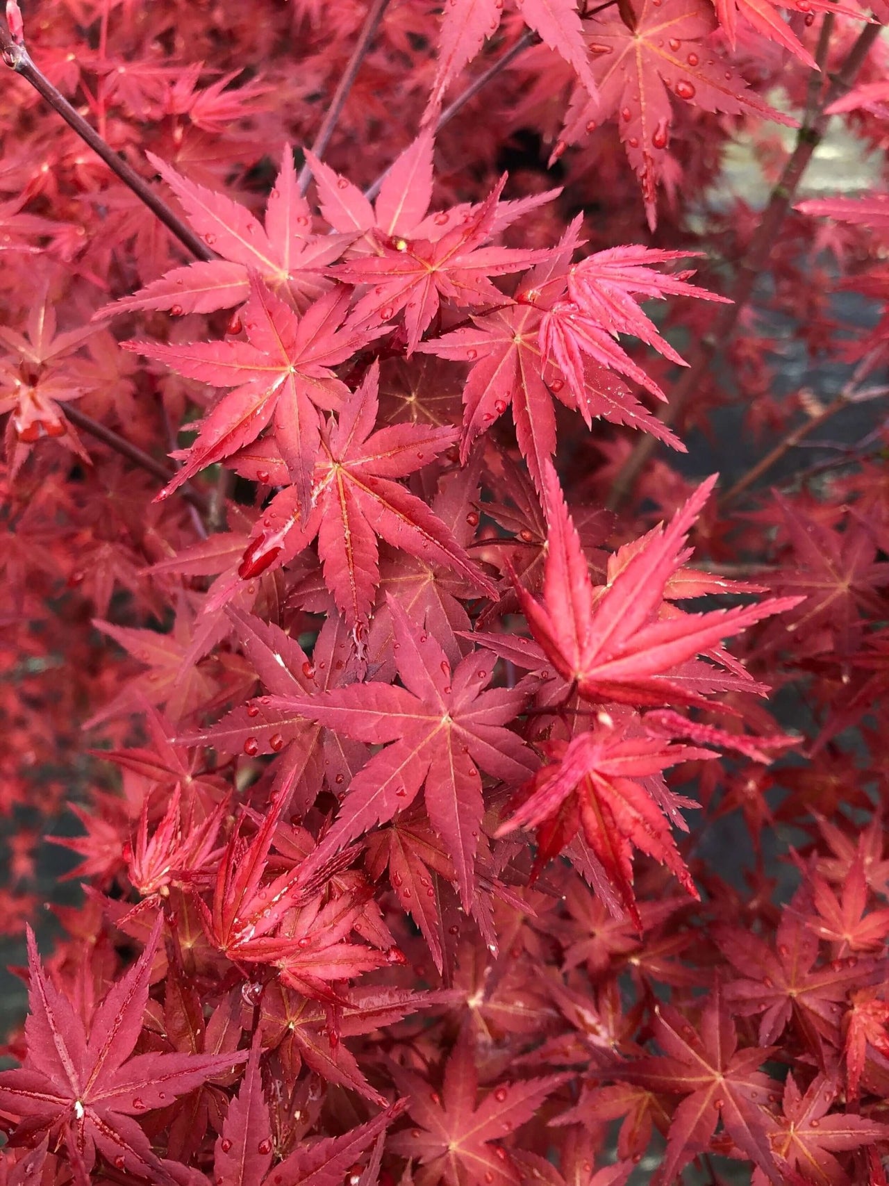 Acer palmatum 'Otome zakura' - mapleridgenursery