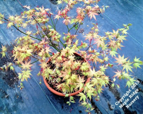 Acer palmatum 'Peaches and Cream' - mapleridgenursery