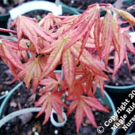 Acer palmatum 'Peaches and Cream' - mapleridgenursery