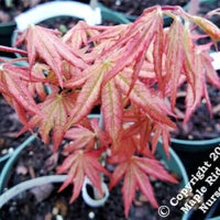 Thumbnail for Acer palmatum 'Peaches and Cream' - mapleridgenursery