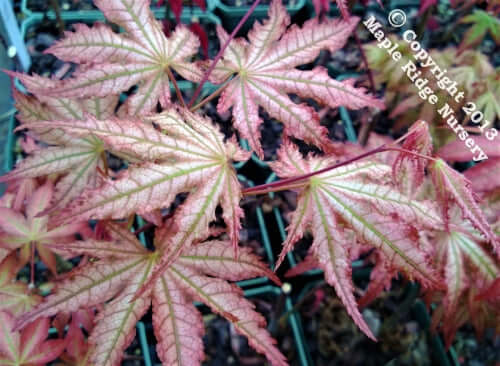 Acer palmatum 'Peaches and Cream' - mapleridgenursery