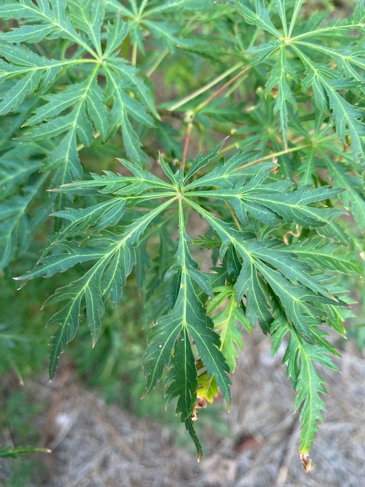 Acer palmatum 'Pendula Angustilobum' - mapleridgenursery