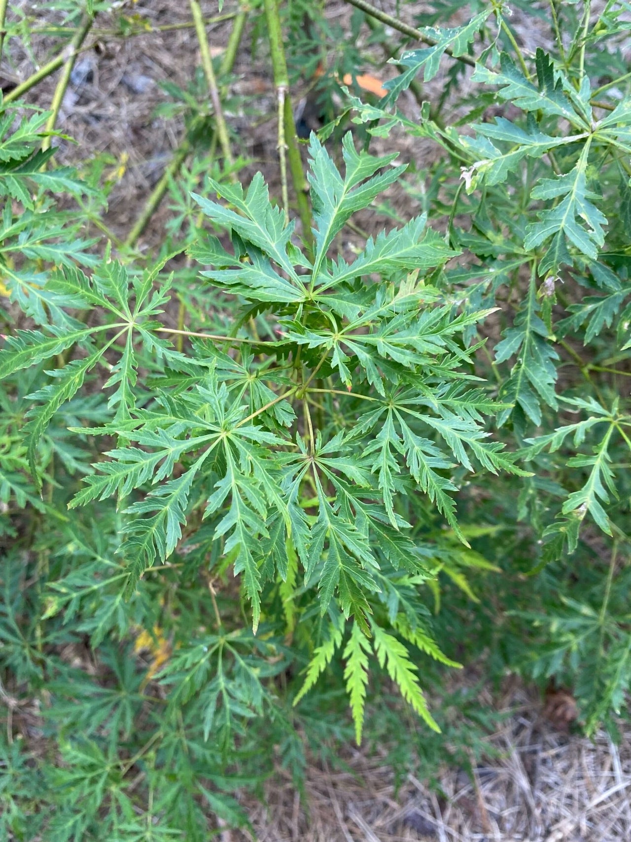 Acer palmatum 'Pendula Angustilobum' - mapleridgenursery