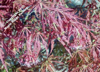 Thumbnail for Acer palmatum 'Pendula Julian' Weeping Japanese Maple - Maple Ridge Nursery