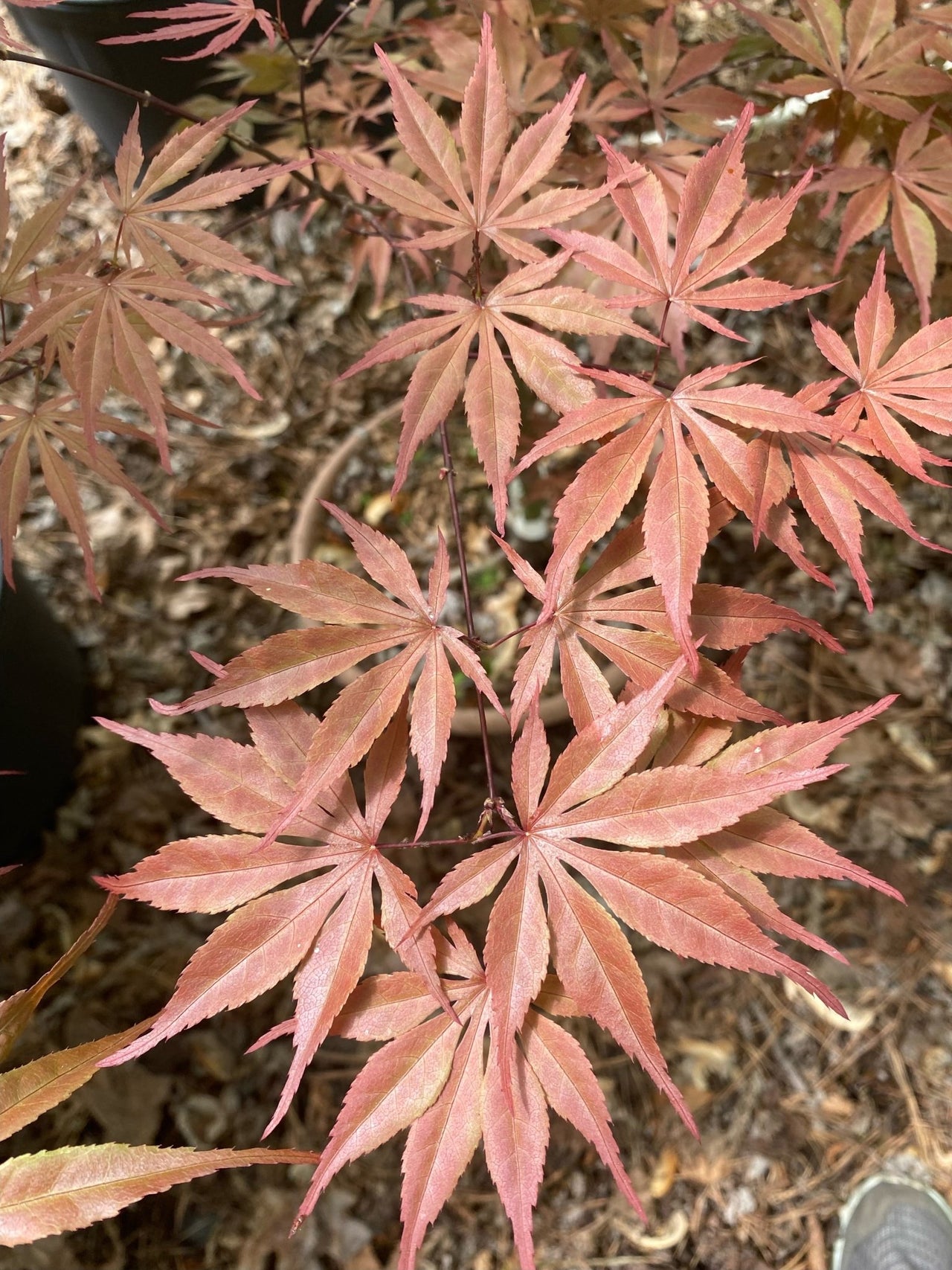 Acer palmatum 'Peve Dave' Red Japanese Maple - Maple Ridge Nursery