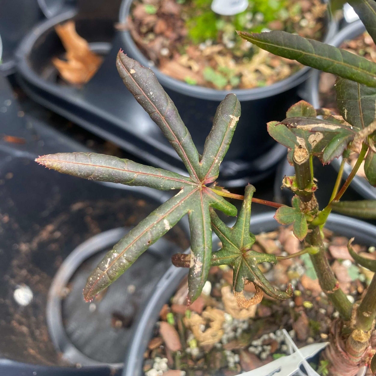 Acer palmatum 'Peve Starfish' - mapleridgenursery