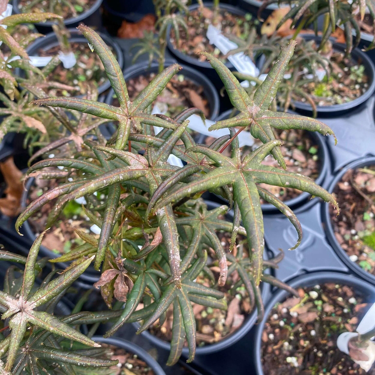 Acer palmatum 'Peve Starfish' - mapleridgenursery