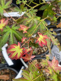 Thumbnail for Acer palmatum 'Phantom Flame' - mapleridgenursery