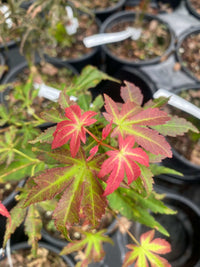 Thumbnail for Acer palmatum 'Phantom Flame' - mapleridgenursery