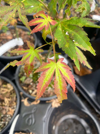 Thumbnail for Acer palmatum 'Phantom Flame' - mapleridgenursery