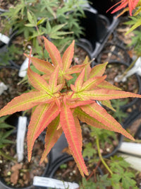 Thumbnail for Acer palmatum 'Phoenix' - mapleridgenursery