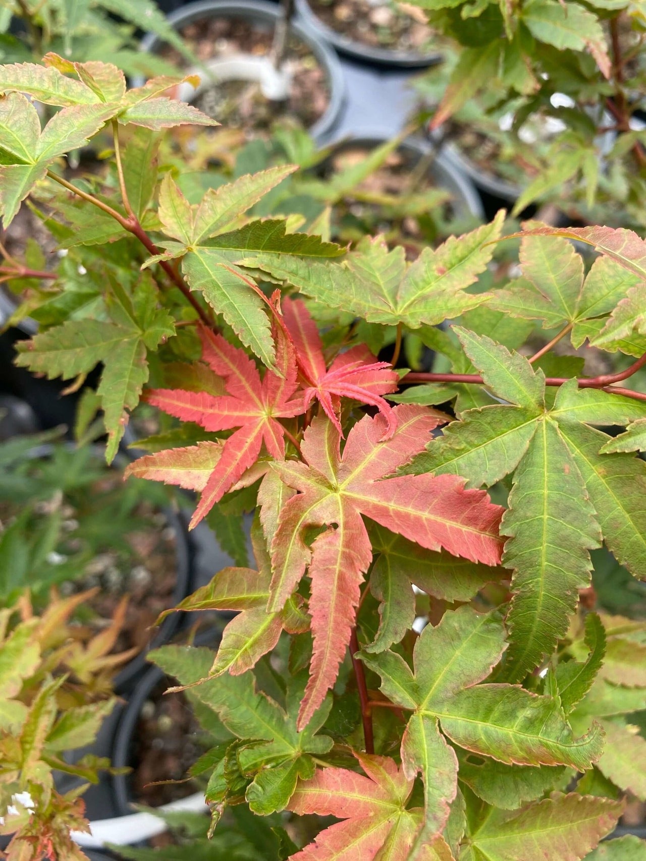 Acer palmatum 'Phoenix' - mapleridgenursery