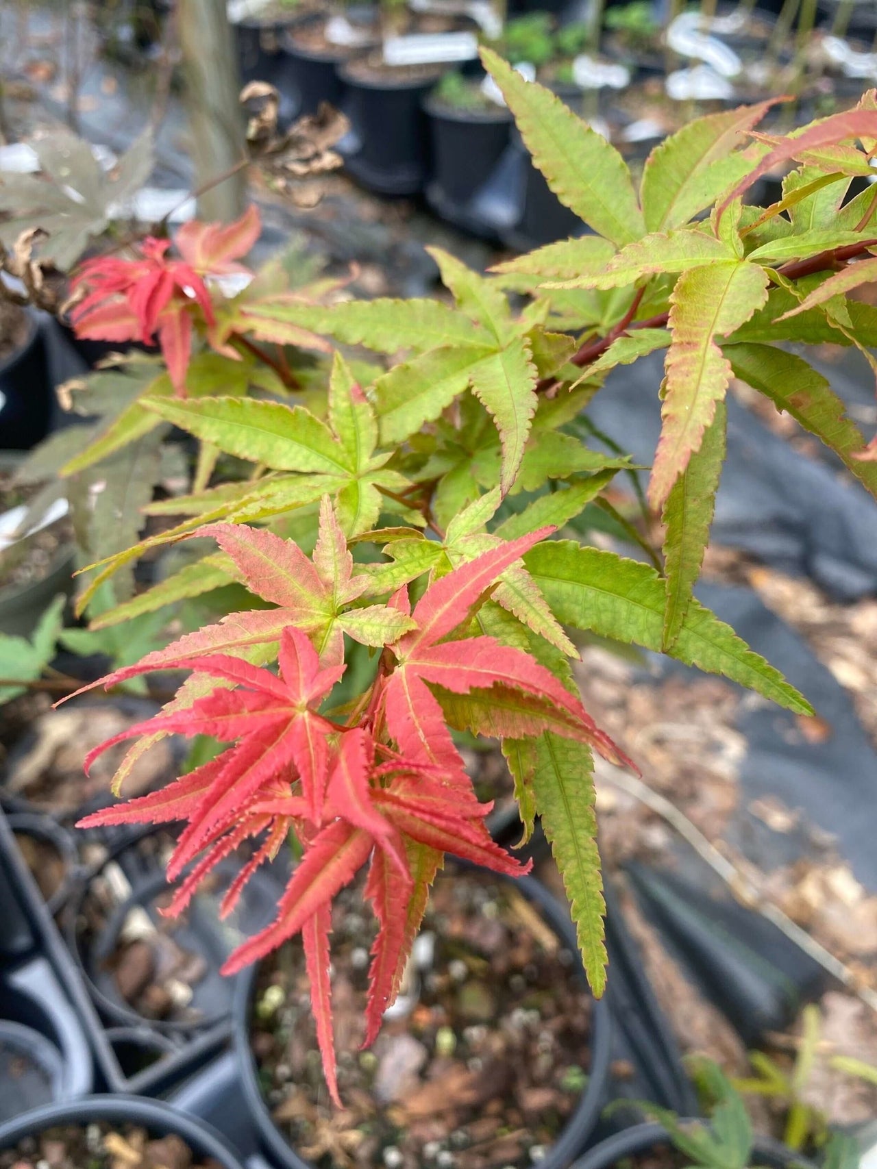 Acer palmatum 'Phoenix' - mapleridgenursery