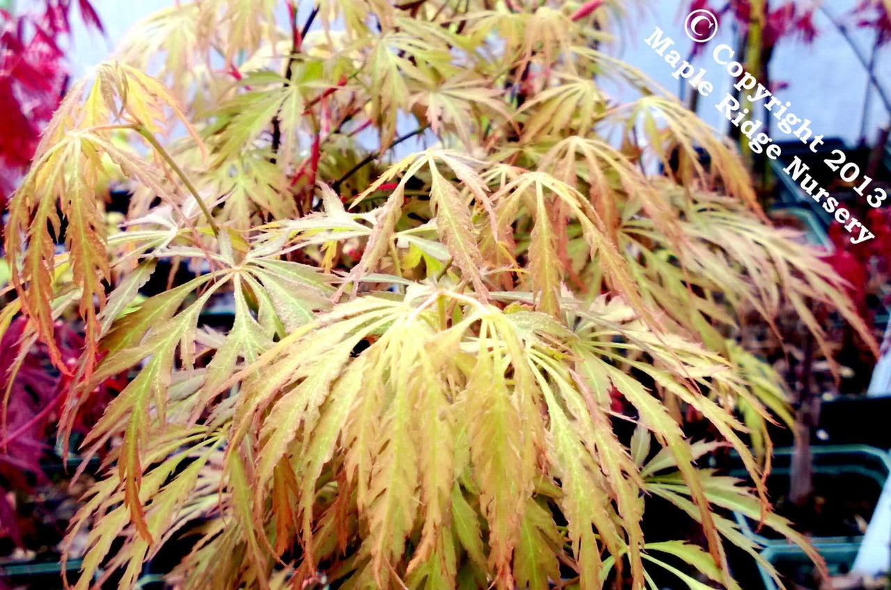Acer palmatum 'Pink Lace' - mapleridgenursery