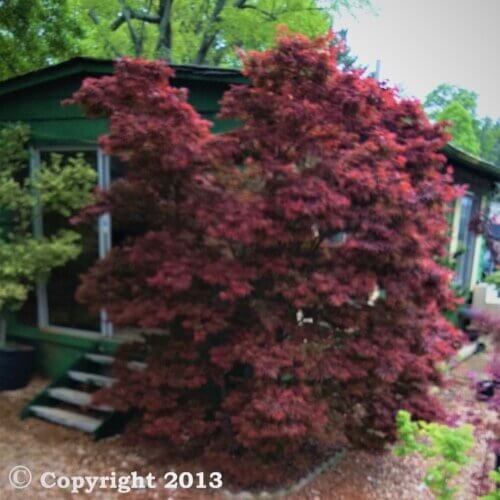 Acer palmatum 'Pixie' - mapleridgenursery