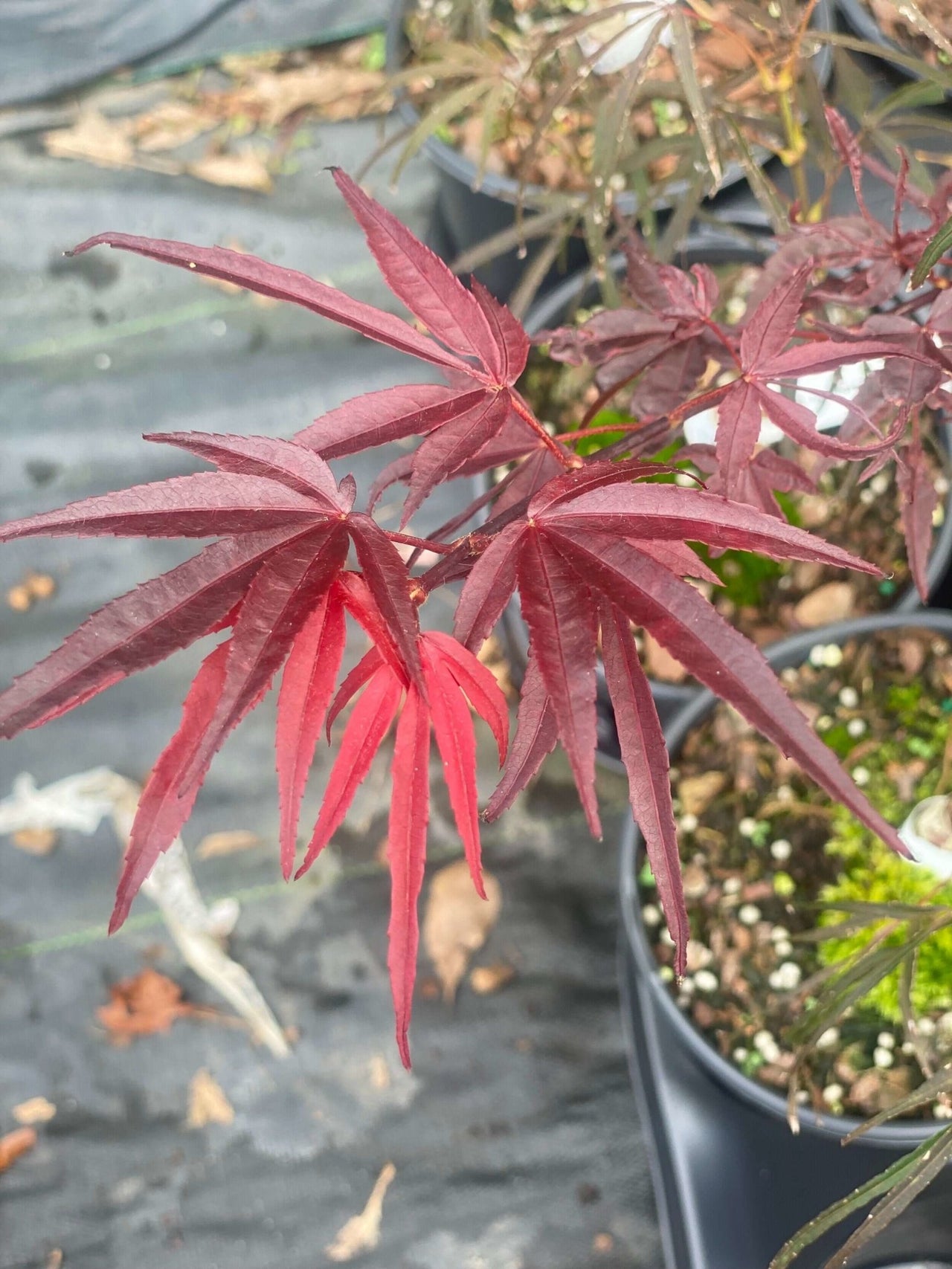 Acer palmatum 'Pung kil' - mapleridgenursery