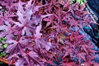 Thumbnail for Acer palmatum 'Purple Ghost' - mapleridgenursery