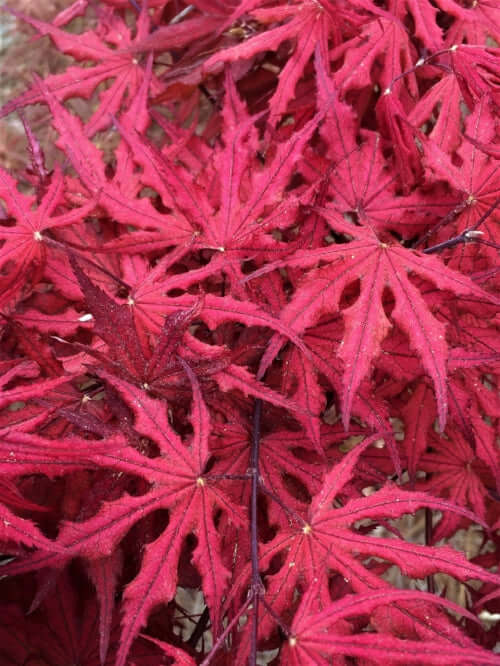 Acer palmatum 'Purple Ghost' - mapleridgenursery