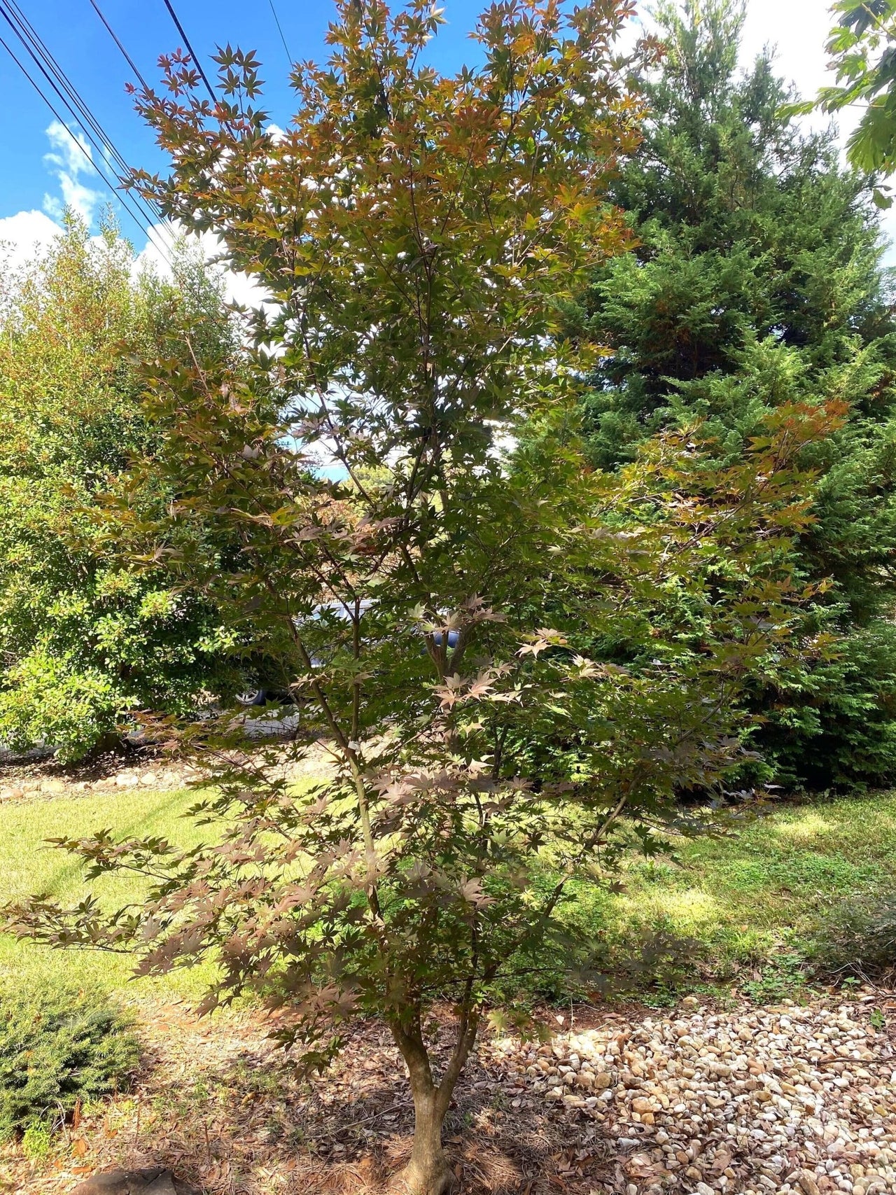 Acer palmatum 'Red Baron' - mapleridgenursery