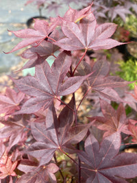 Thumbnail for Acer palmatum 'Red Baron' Red Japanese Maple - Maple Ridge Nursery