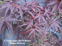 Thumbnail for Acer palmatum 'Red Cloud' - mapleridgenursery