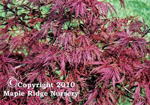 Acer palmatum 'Red Dragon' - mapleridgenursery