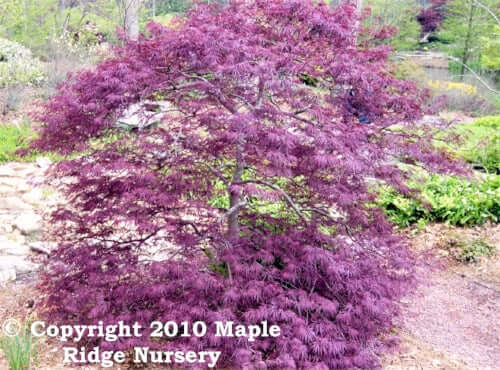 Acer palmatum 'Red Dragon' - mapleridgenursery