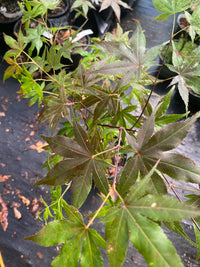 Thumbnail for Acer palmatum 'Red Flash' - mapleridgenursery
